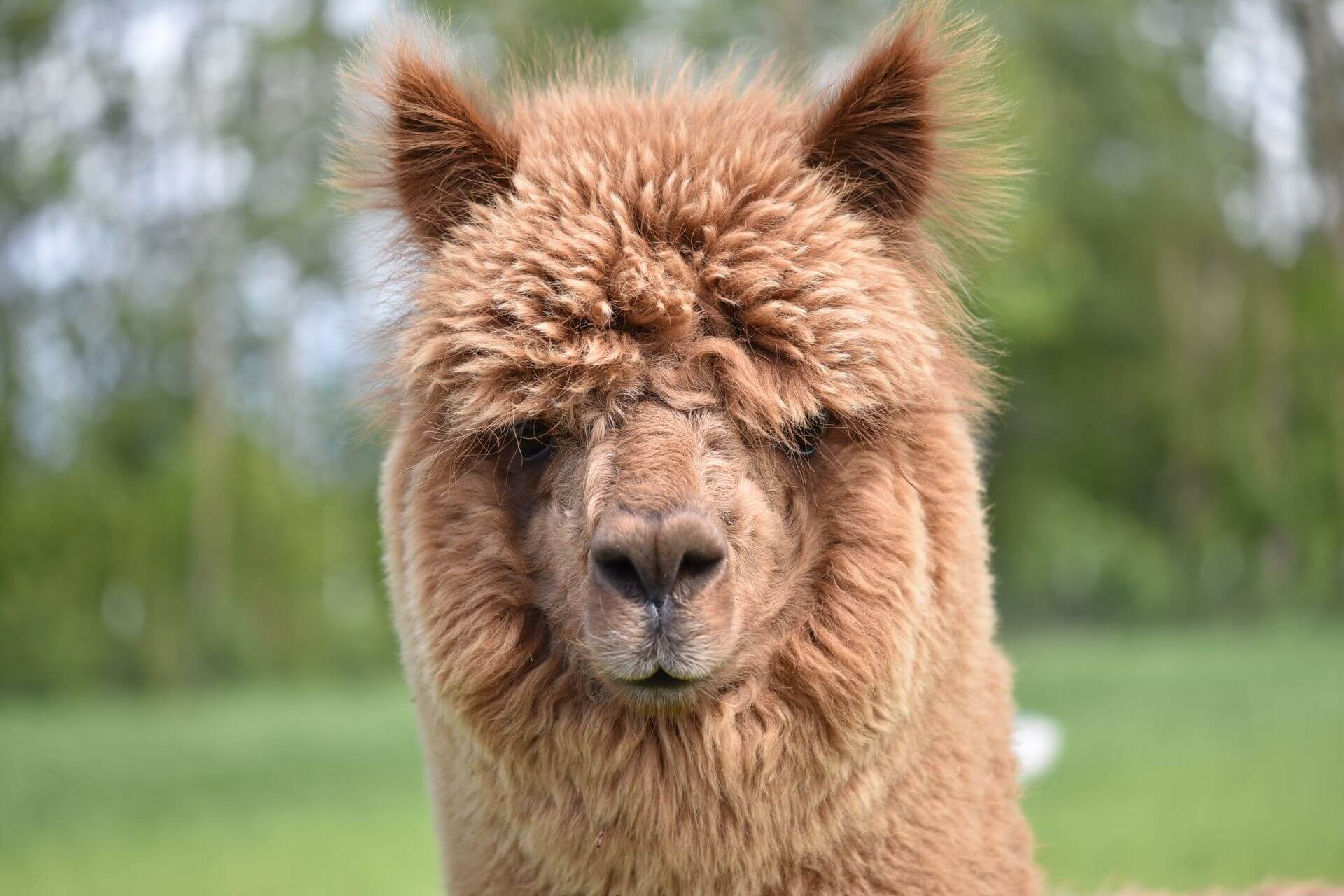 Shamakhi Alpaca, Observatory & Wine Experience Tour